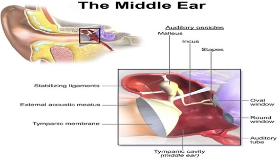 Audiometry Test in Vadodara, Audiometry Testing Cost in Vadodara